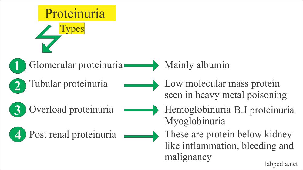 Proteinuria classification