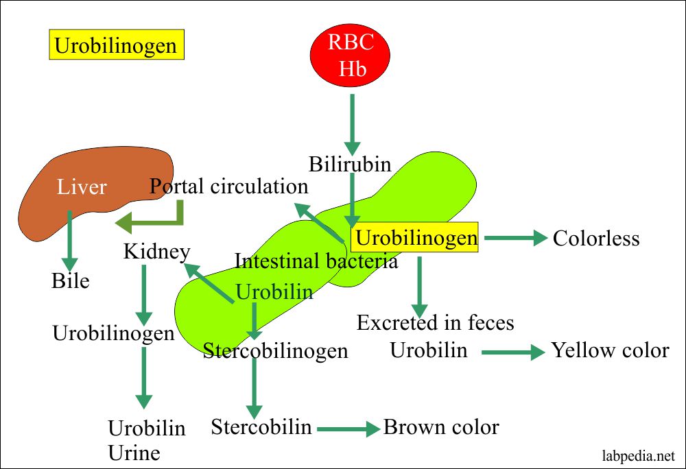 Уробилиноген повышен у мужчин. Уробилиноген метаболизм. Уробилиноген биохимия. Уробилиноген образуется из. Уробилиноген и уробилин.