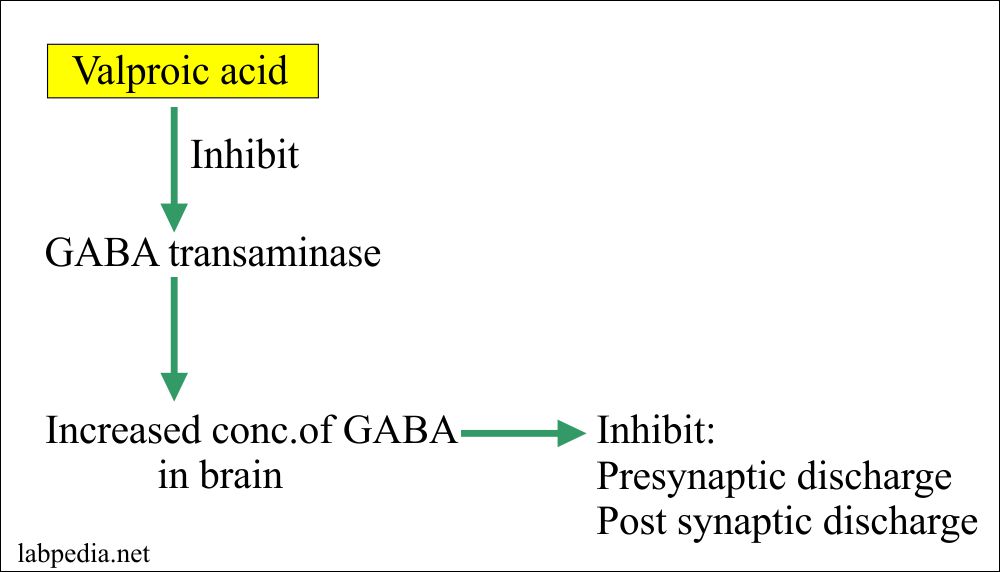 Mechanism of Valproic acid 