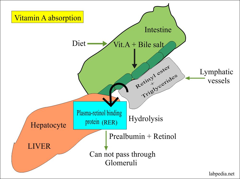Absorption of the Vitamin A 