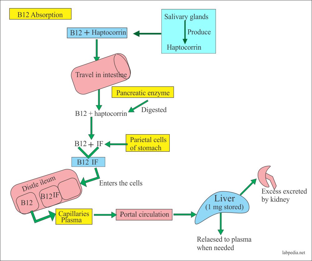  Vit. B12 Absorption, Transport, and Metabolism