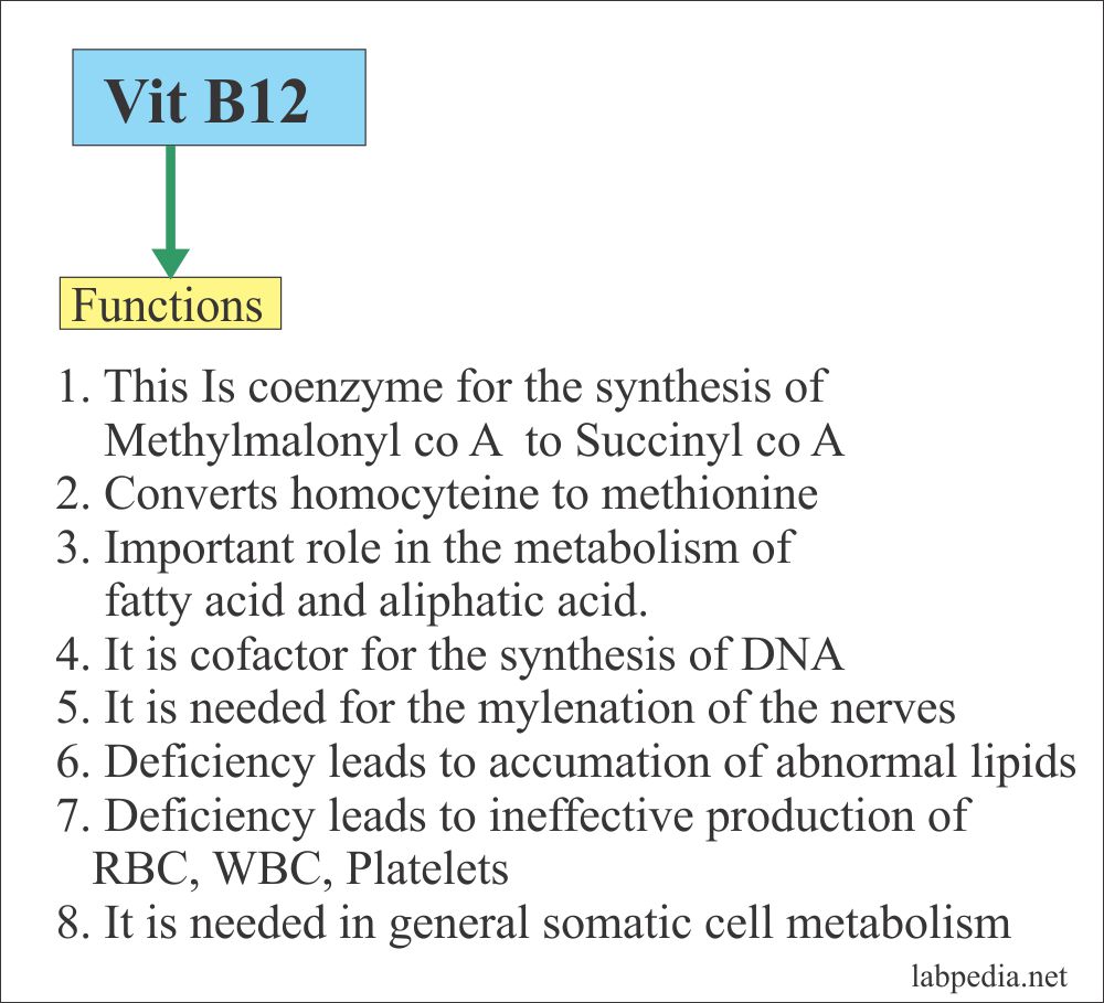 Vitamin B12 Functions