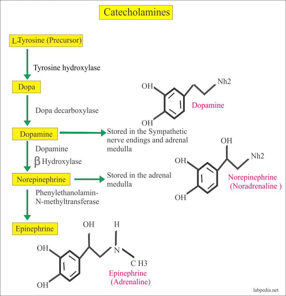 Catecholamines biosynthesis Catecholamines biosynthesis