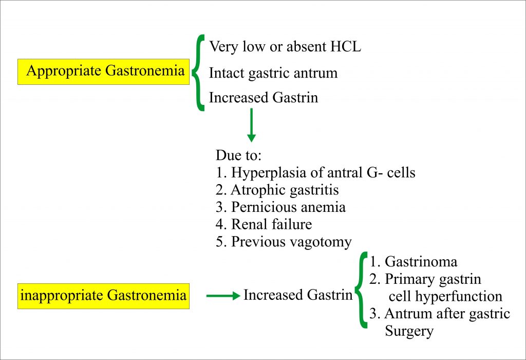 Gastrin and gastronemia