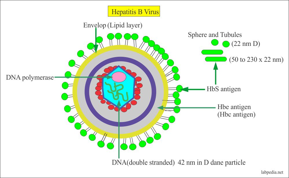 virusi hepatici b)
