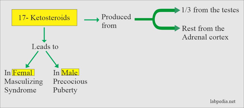 Urine Analysis: Part 29 – 17-Ketosteroids Level (24 hours urine)