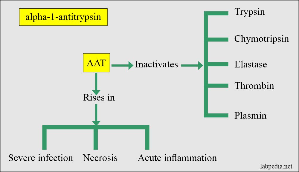 Alpha-1-Antitrypsin: AAT function and inhibition