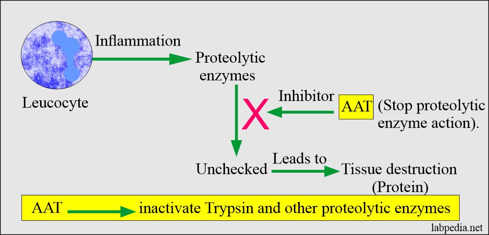 alpha-1-antitrypsin Deficiency: AAT proteolytic enzyme