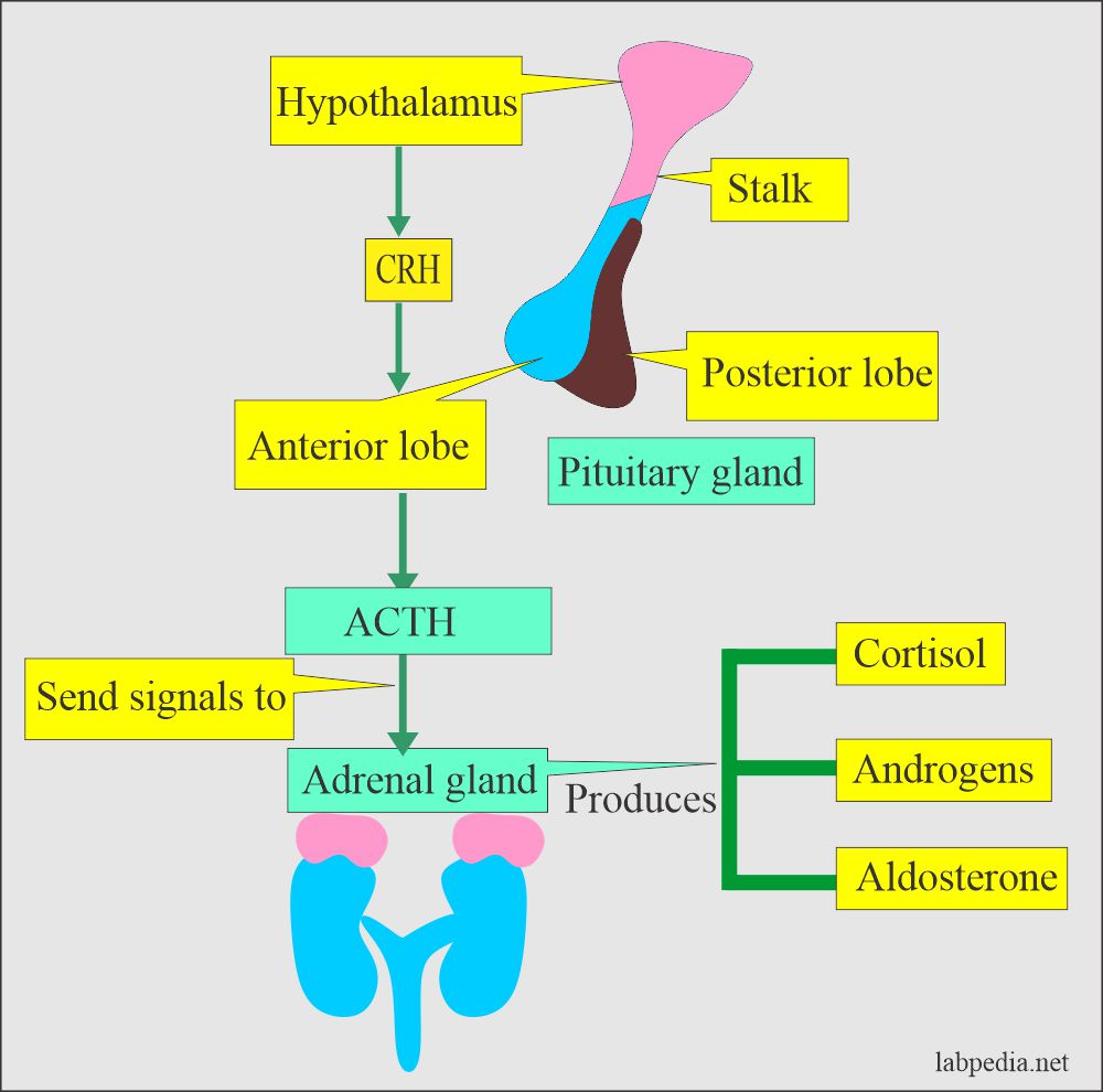 What Hormones Does The Adrenal Gland Secrete Wpgase