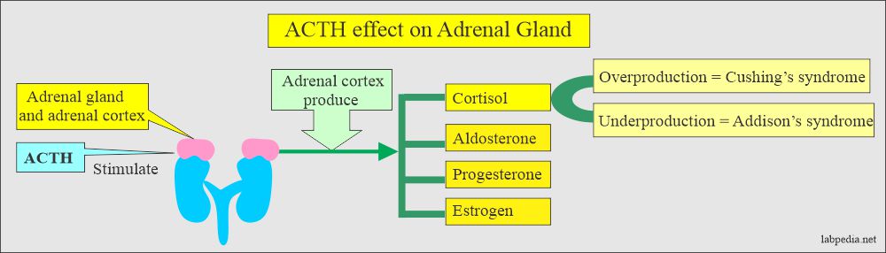 ACTH effect on adrenal gland
