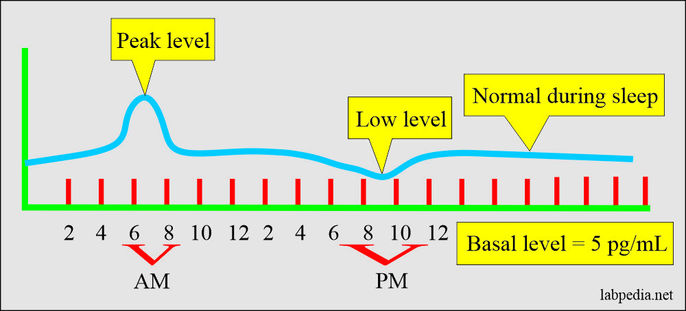 ACTH level during 24 hours