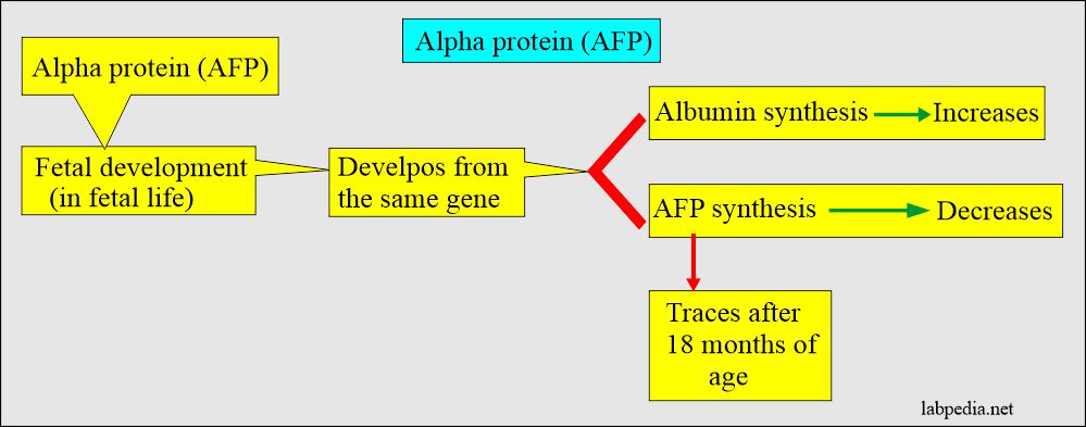 AFP and albumin synthesis