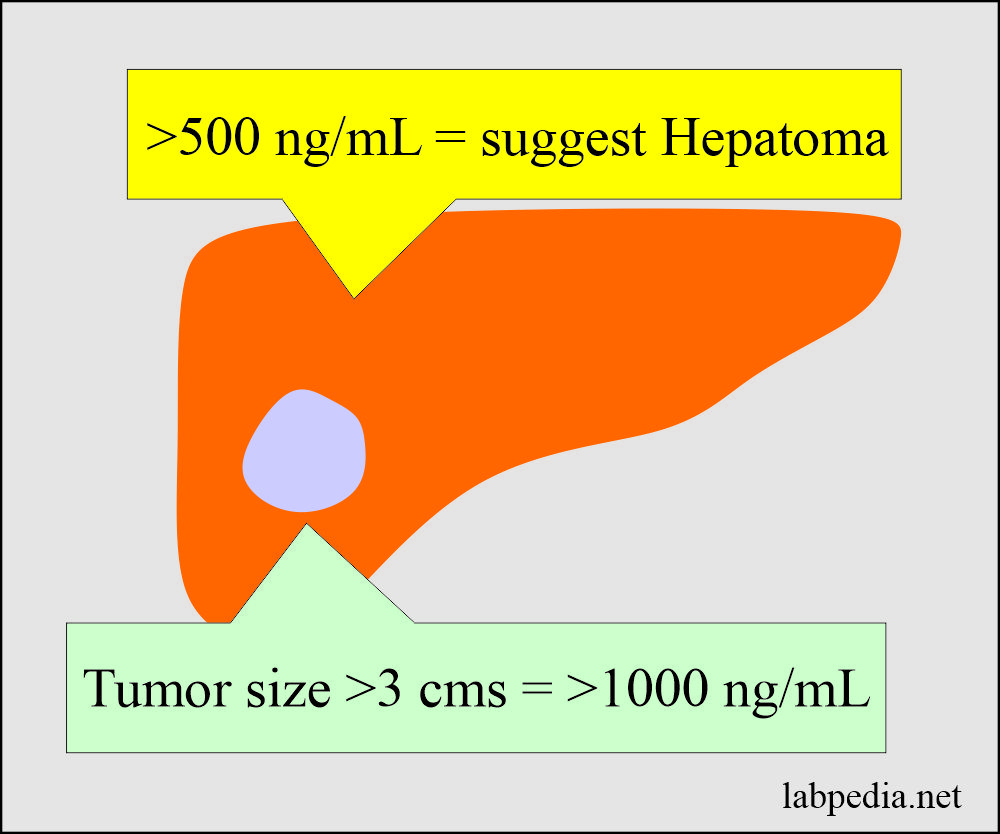 Tumor Marker Part 8 Alpha Fetoprotein AFP Labpedia