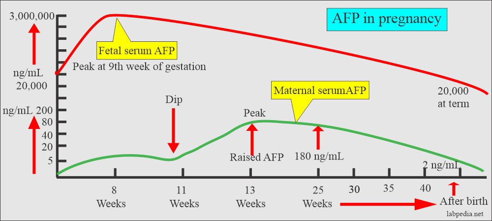 Alpha Fetoprotein – Maternal AFP, (α1- Fetoprotein ) and its Significance