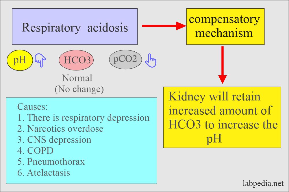 Acid-base balance: Respiratory acidosis and compensatory mechanism