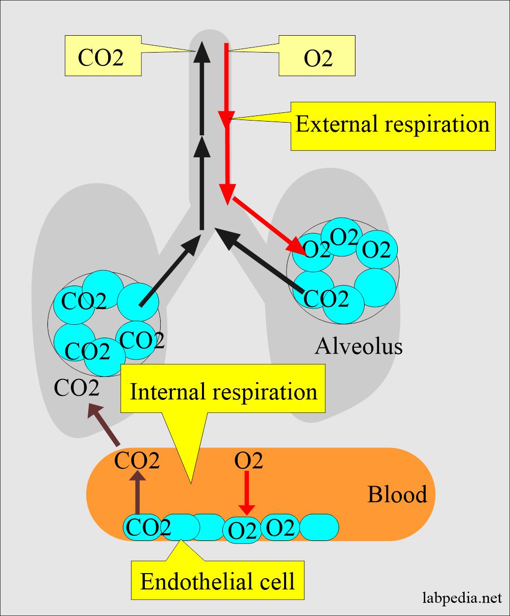 Role of the lungs in Acid-base balance