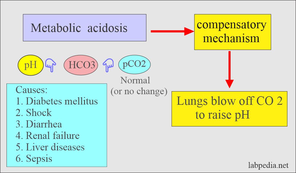 Acid-base balance: Metabolic acidosis and compensatory mechanism