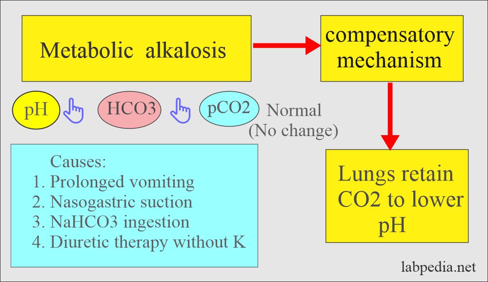 Acid-base balance: Metabolic alkalosis and compensatory mechanism