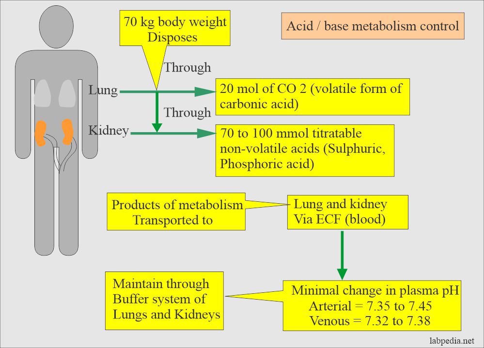 AcidBase Balance Part 4 Arterial Blood gases (Blood Gases), Acid