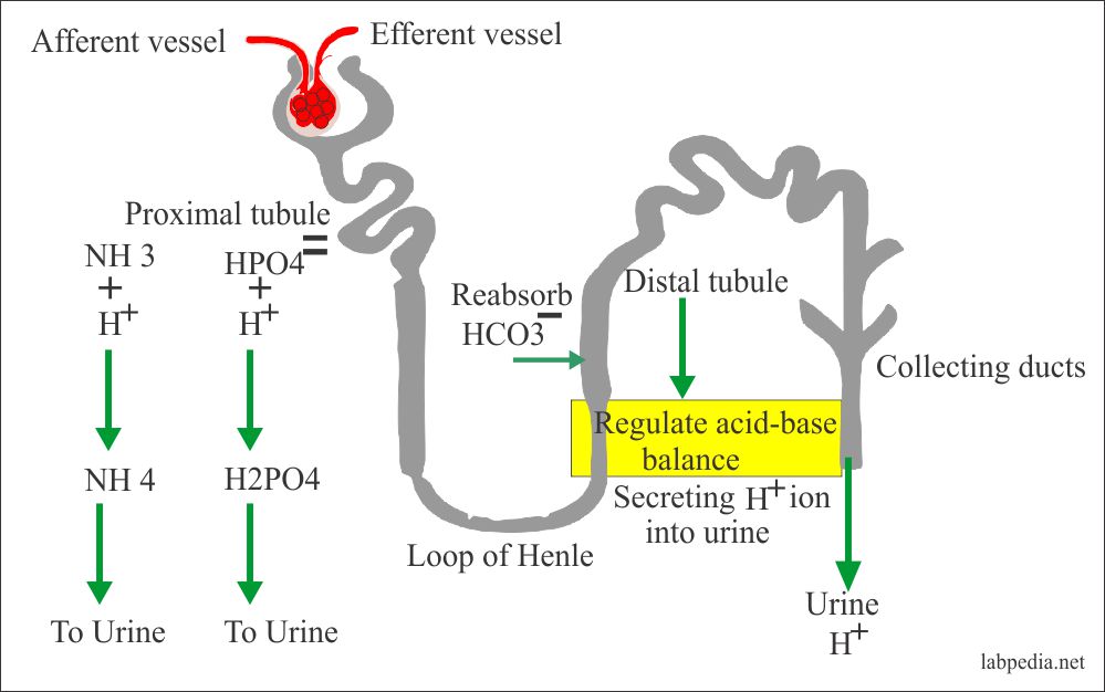 AcidBase Balance Part 3 Arterial Blood gases (Blood Gases), Acid