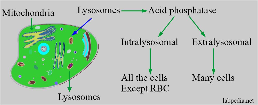 Acid phosphatase present in the lysosomes