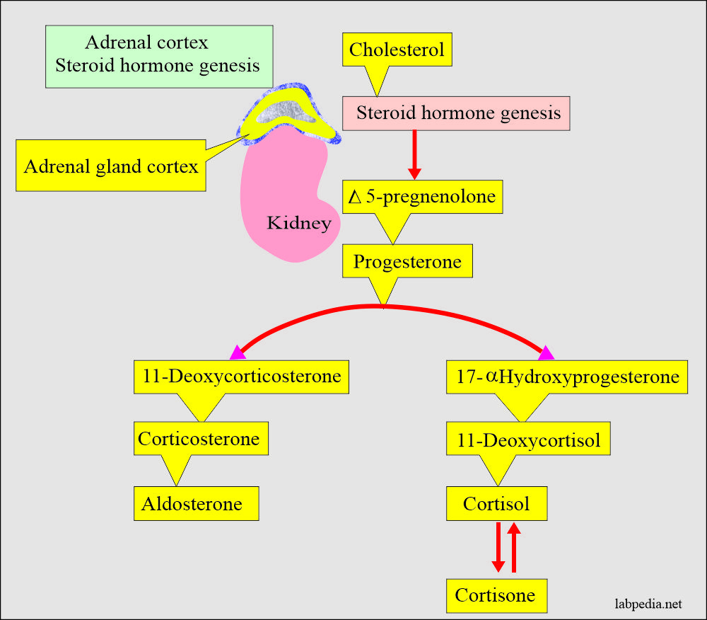 Adrenal Gland Hormones: Adrenal cortex hormones (steroid hormone genesis)