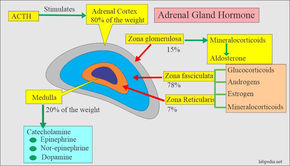 Adrenal gland hormones and structure