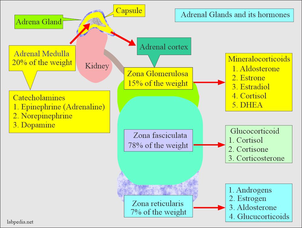 Adrenal Gland Hormones Interpretation, (Cortisol and Aldosterone), Blood sample and Precautions