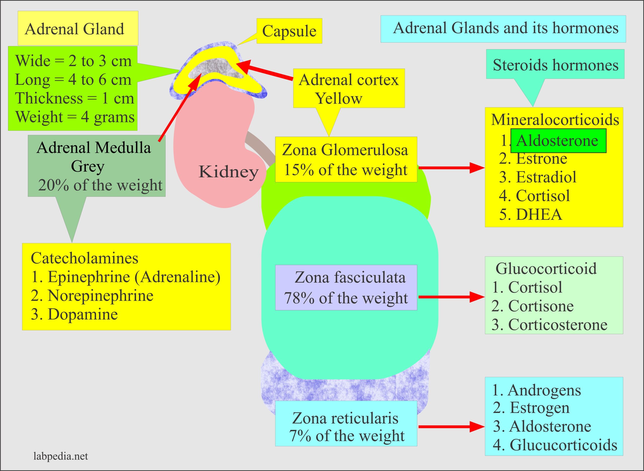 Aldosterone secreted by the Adrenal glands from the zona glomerulosa
