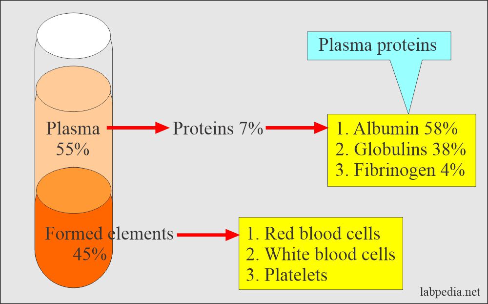 Albumin and other protein ratio in plasma