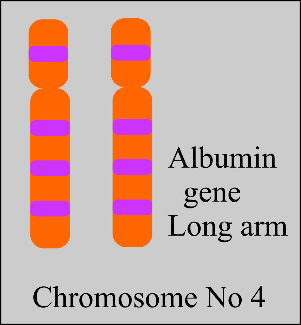 Albumin gene present on chromosome NO: 4 long arm
