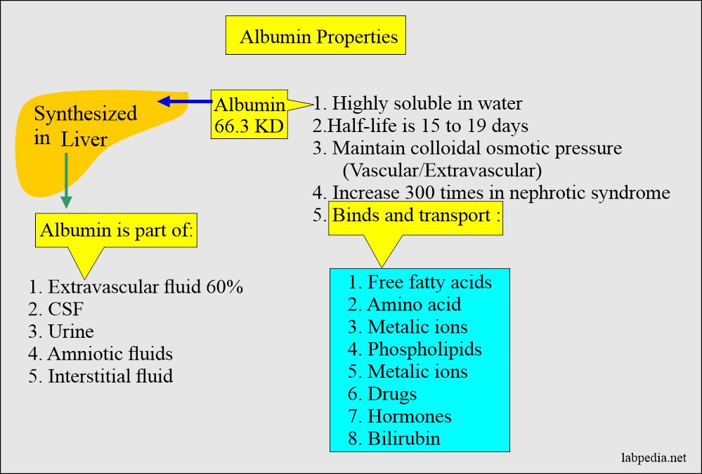 Albumin properties