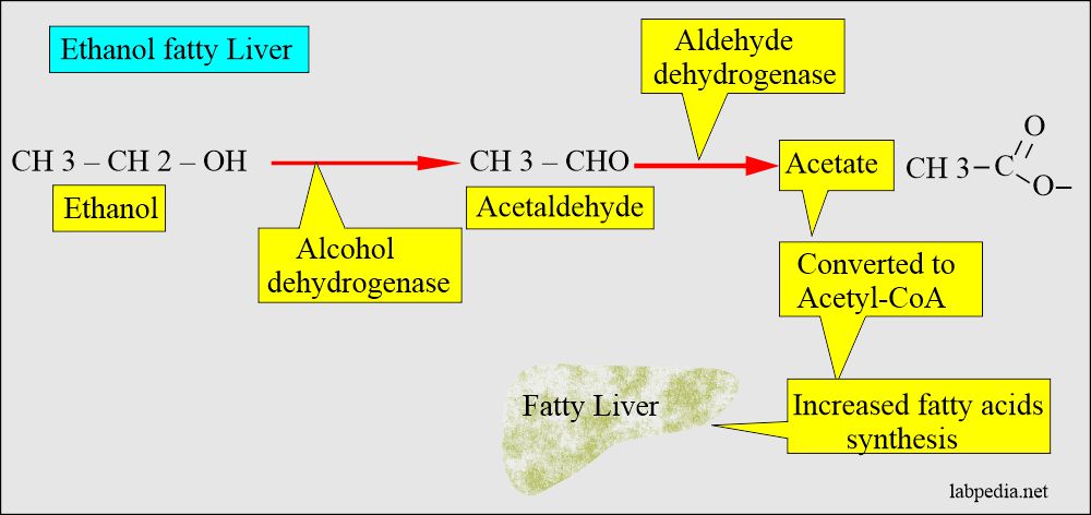 Ethyl alcohol (Ethanol): Fatty liver in the alcoholic patient 