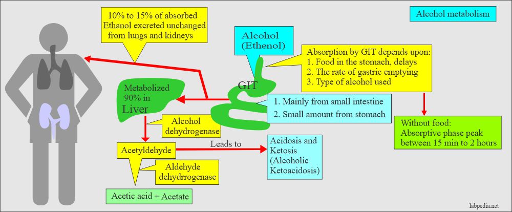Ethyl alcohol (Ethanol): Alcohol metabolism 