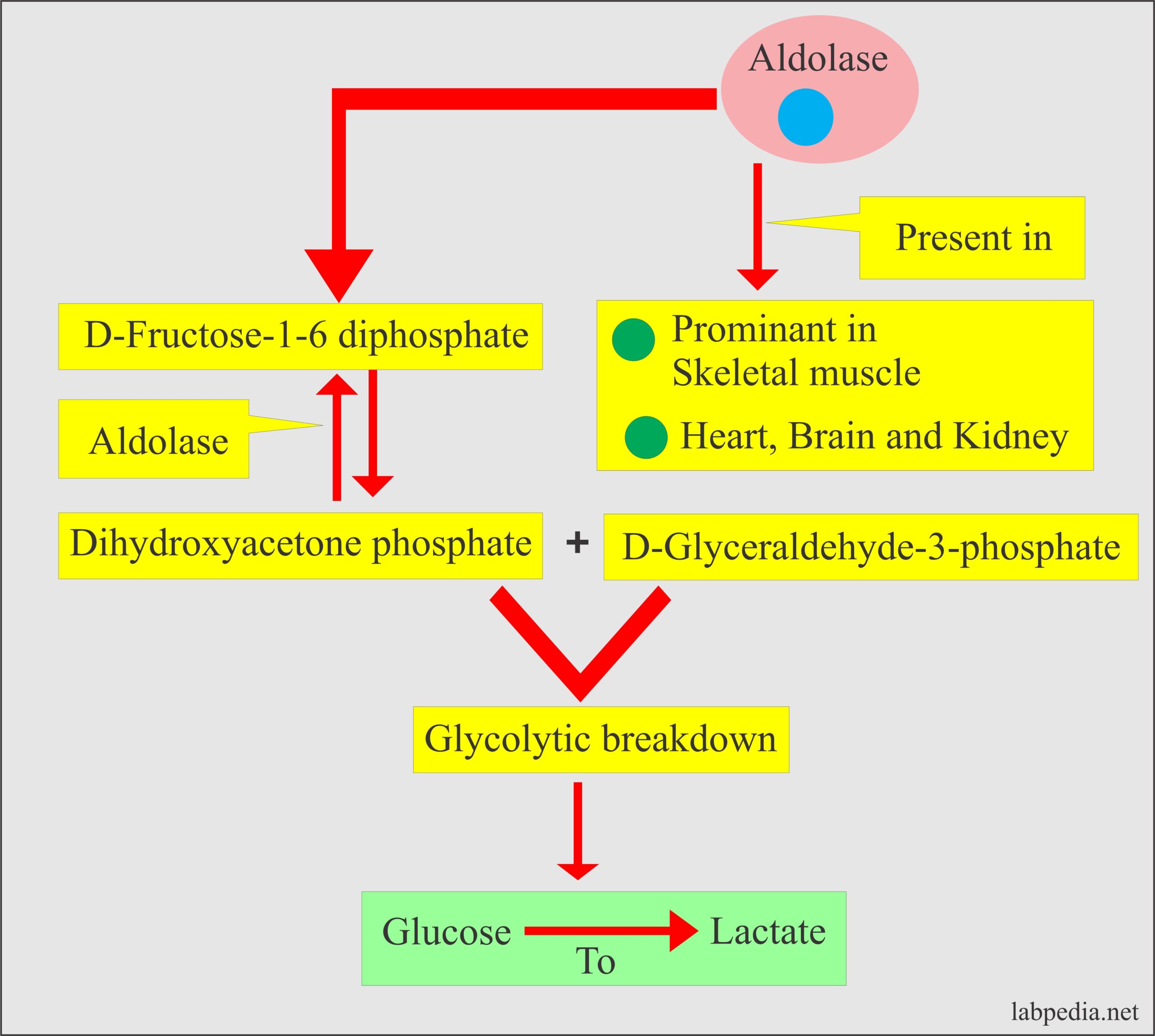 Aldolase biochemical reaction