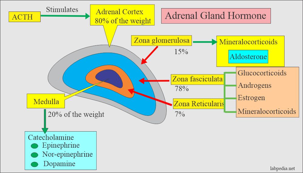 Aldosterone secretion from the adrenal gland
