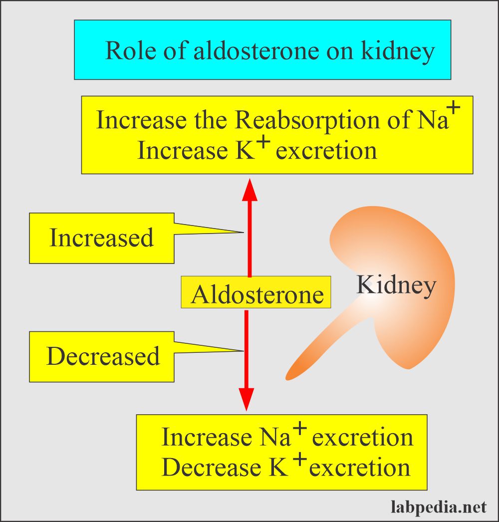 Aldosterone effect on kidney