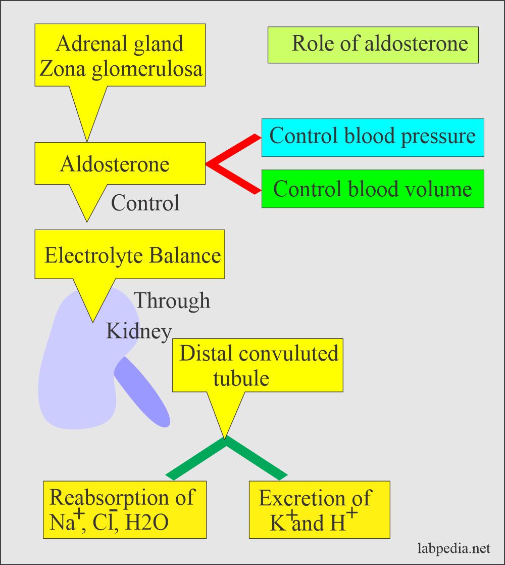 Aldosterone role for control of blood pressure and blood volume