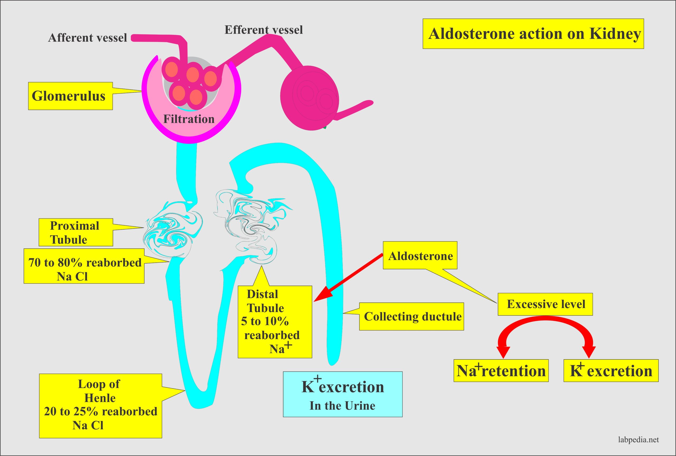 Aldosterone role on kidneys, regulate Na+ absorption and its excretion
