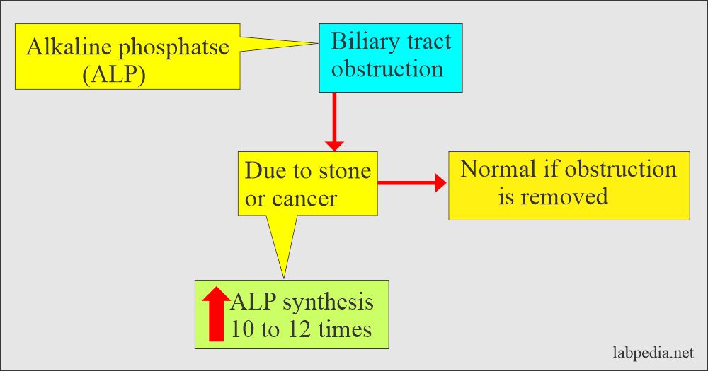 Alkaline phosphatase in biliary obstruction