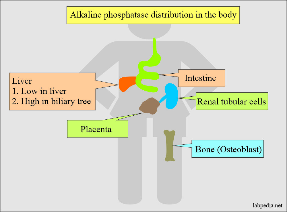 Alkaline phosphatase level (ALP): Alkaline phosphatase distribution in the body