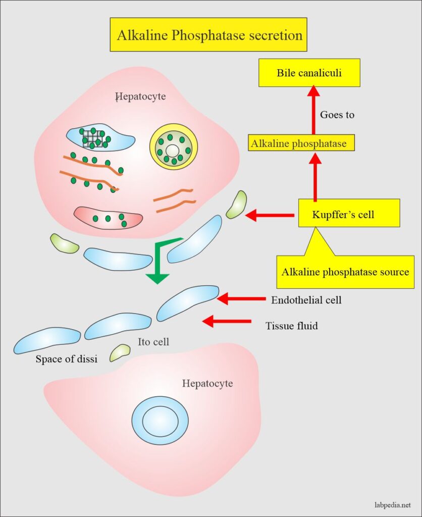 Alkaline phosphatase level (ALP)