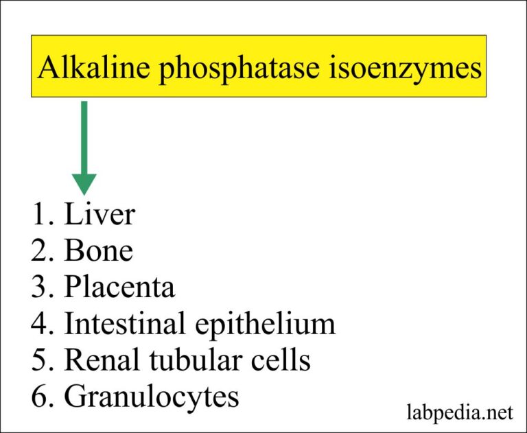 Alkaline phosphatase level (ALP)