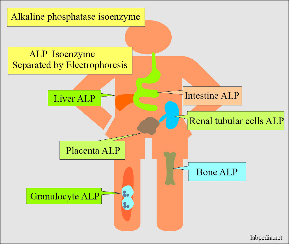 Alkaline phosphatase isoenzyme 