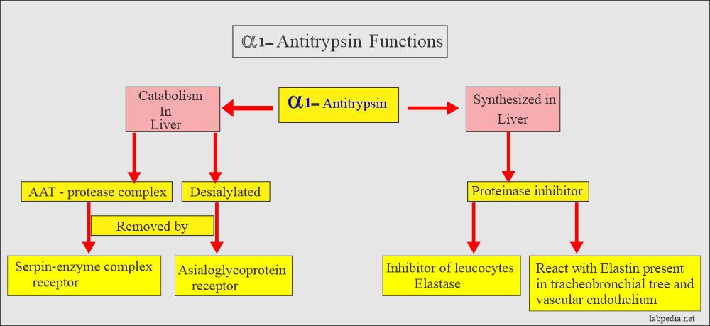 Alpha antitrypsin function