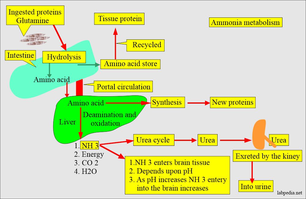 Ammonia (NH3): Ammonia metabolism and its excretion from the kidney as urea 