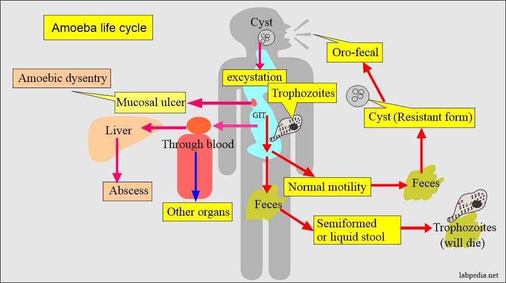Entamoeba Histolytica life cycle