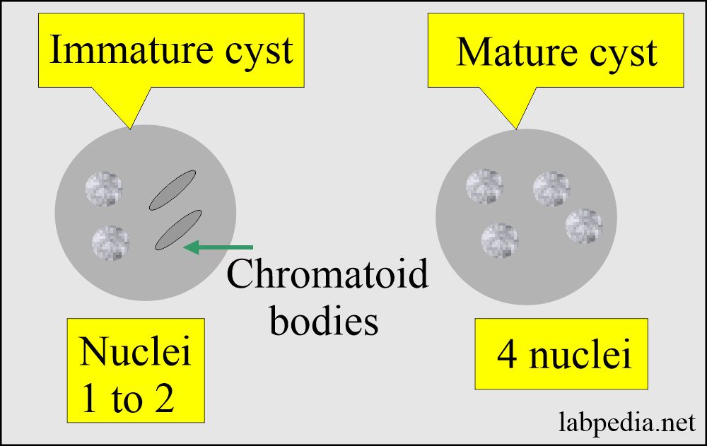 Entamoeba Histolytica: Amoeba mature and immature cyst