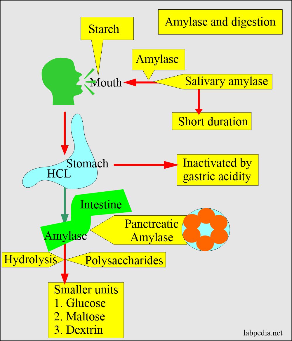 Role of Amylase in digestion