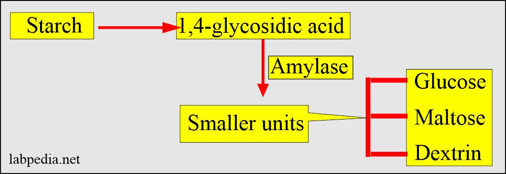 Amylase biochemical reaction